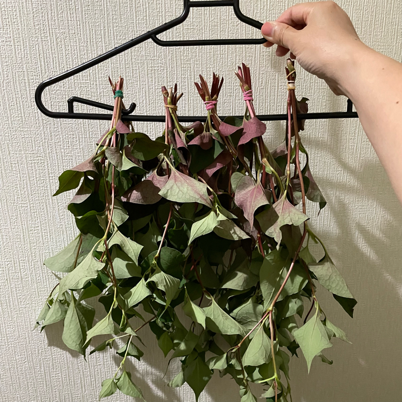 #564 今年もまたドクダミ茶を作ります