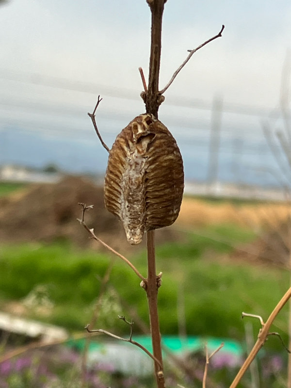 #PBSmp 【ザッキーの激写ラジオ 】通勤路でカマキリの卵発見👀！激写📷