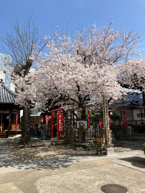 #PBSmp 【ザッキーの激写ラジオ 】善光寺参道途中にある #西光寺の満開桜 を激写📷！善光寺詣り