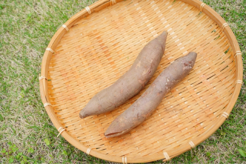 【Mr.ザッキーのノスラジ】 #1 ヤーコン🍠