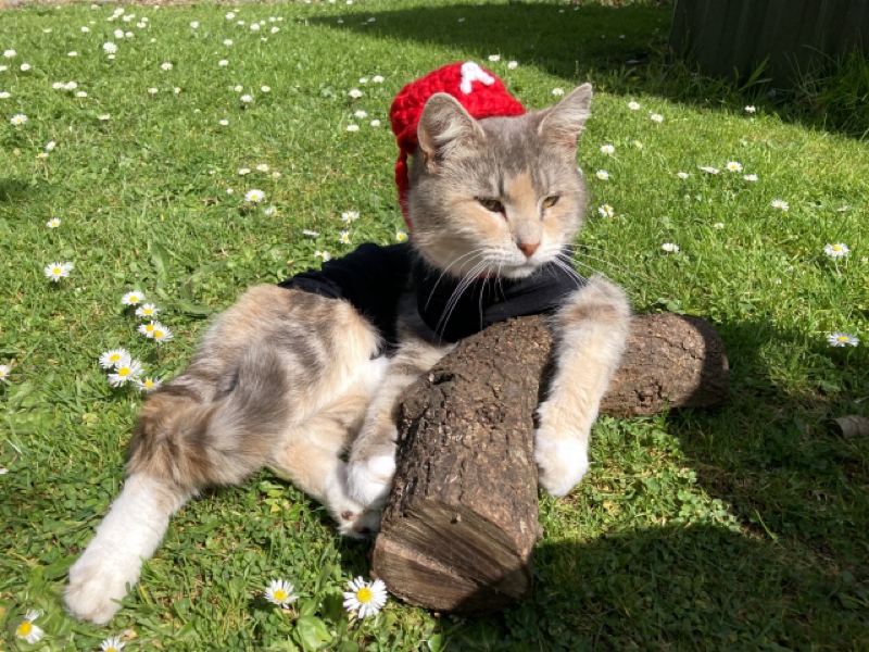 【Mr.ザッキーのノスラジ】　#18帽子🧢