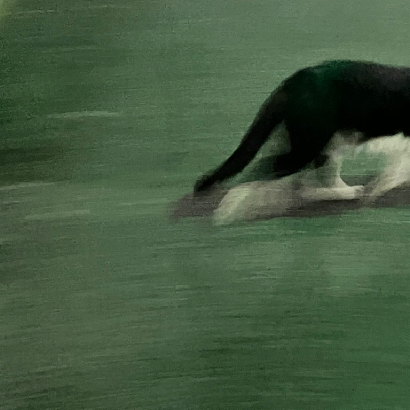 【いい日おやすみ】Radiotalkをお休みがちになって良かった事をお話しします🗑️