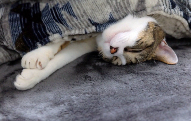 【Mr.ザッキーのノスラジ】　#26 暖房（こたつ🐱）