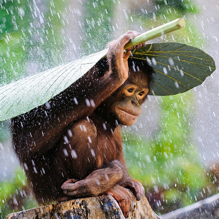 アイネクライネ(米津玄師さん)を超初心者が弾き語りしてみた(効果音がおっきいのでお気をつけ下さい) 