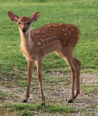 ちゃんと聞く昔話