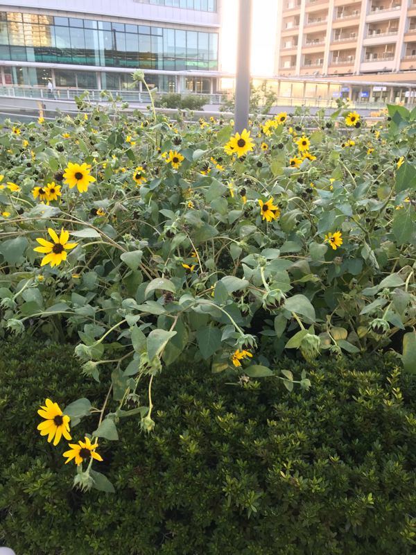 第23回詩 「向日葵の花」九神未来作