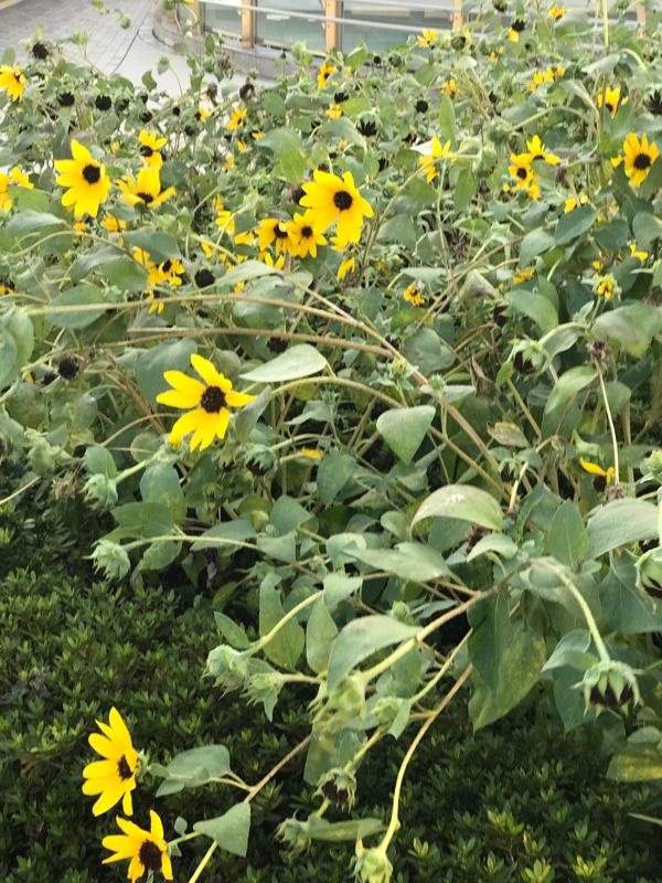 第42回詩 「めげない雑草」九神未来作