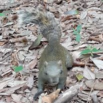 No.51　公園より外来生物の話