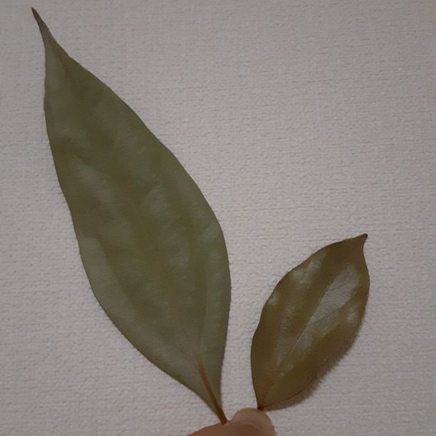 No.68　ヤブニッケイ　ラブ❤️