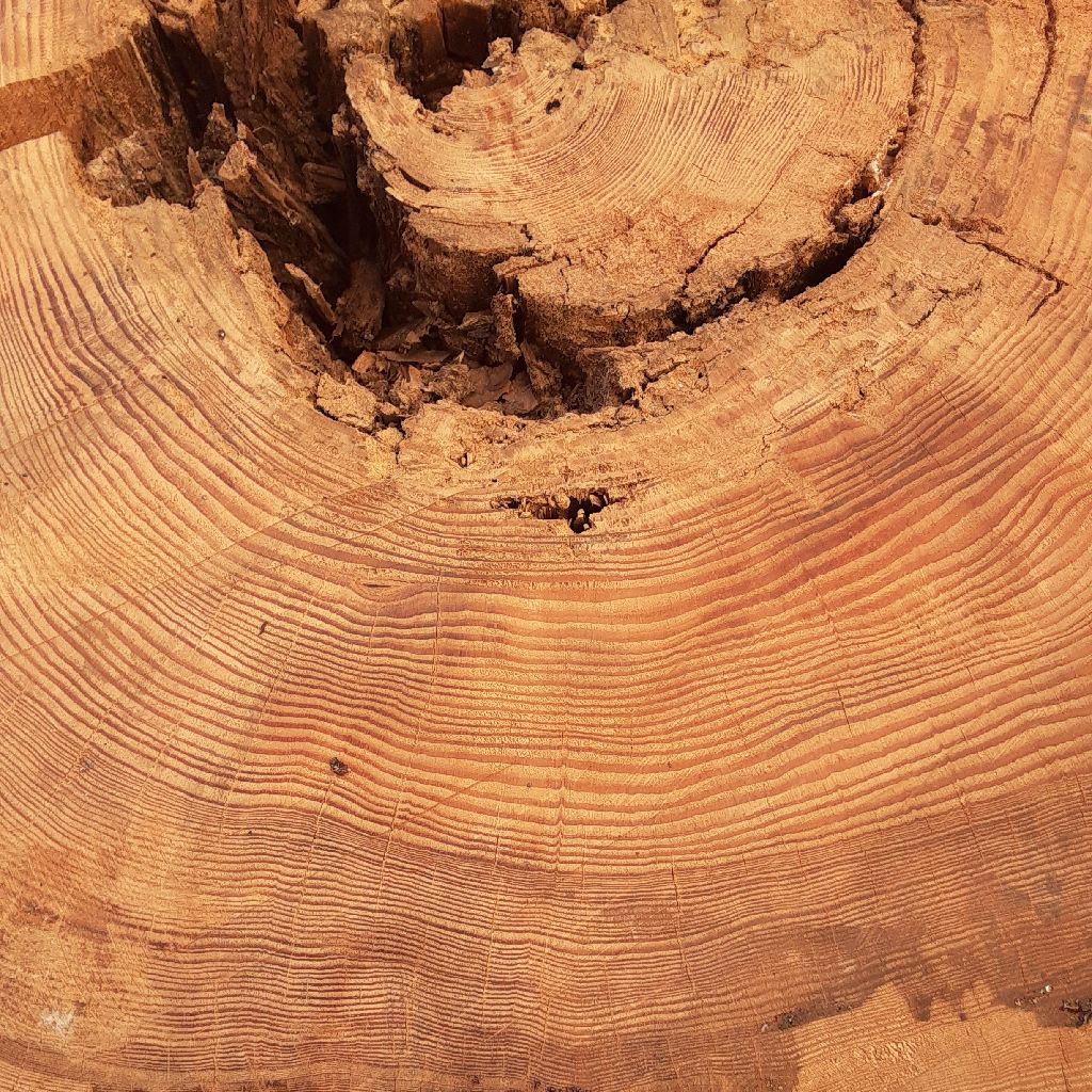 No.193　三保の松原 / 切り株 / 年輪