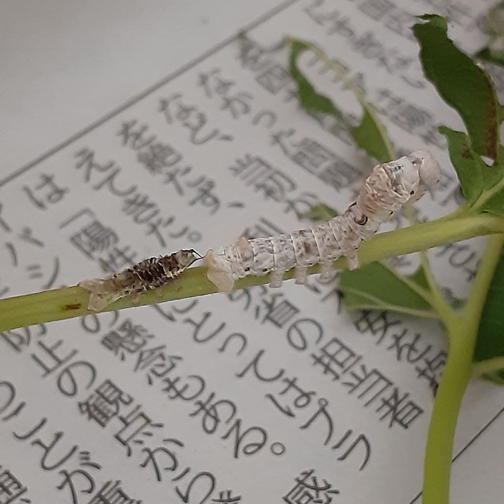 No.324　Hashuのカイコ日記⑥ / ドチビ脱皮  from Radiotalk episode artwork
