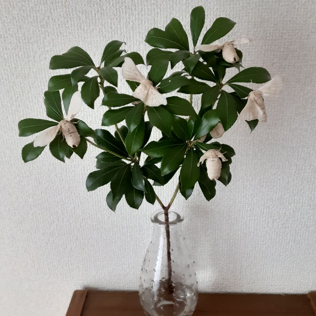 No.358　蚕の様子 / 仏さんに何の植物を供える？ from Radiotalk episode artwork