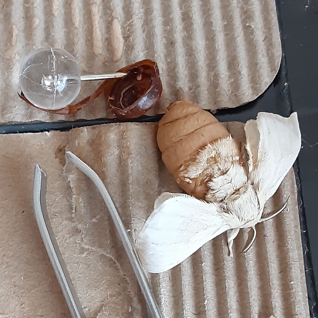 No.404　hashuのカイコ日記34 / 羽化手術 & ハクホウJr.繭オープン！