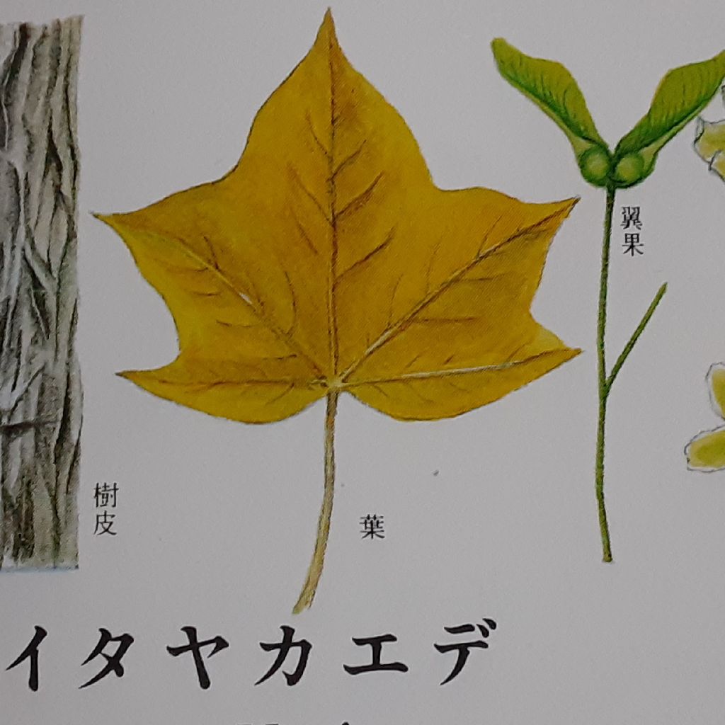 No.405　モミジって？ カエデって？ from Radiotalk episode artwork