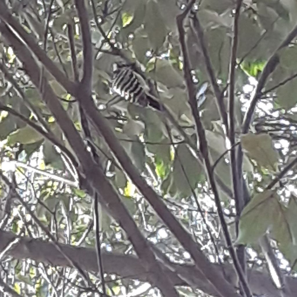 No.465　キツツキのコゲラって知ってる？