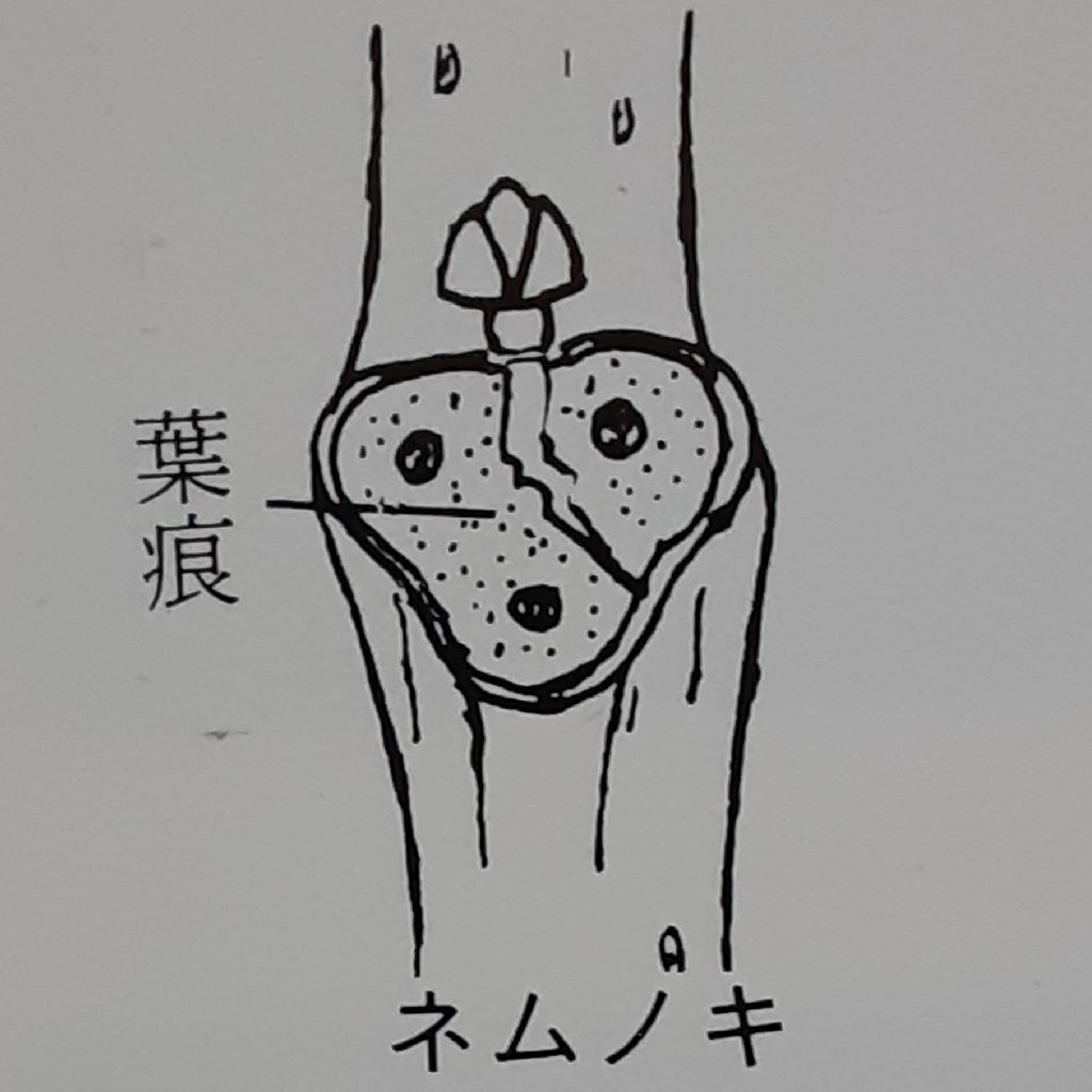 No.522　森のお話会第一回開催したよ from Radiotalk episode artwork