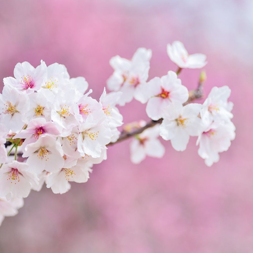 No.558　日本三大桜って知ってる？ from Radiotalk episode artwork