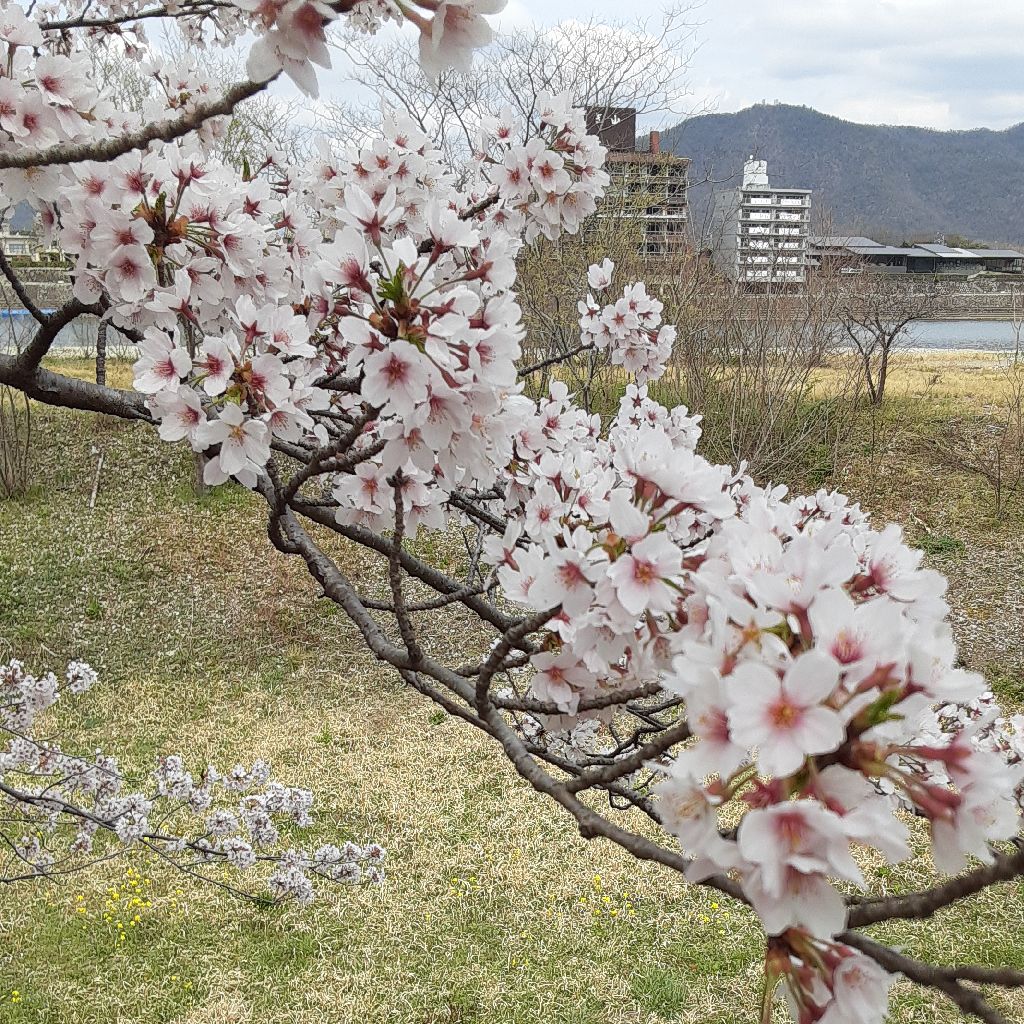 No.577　【歌】JUNさんの歌で「さくら」 from Radiotalk episode artwork