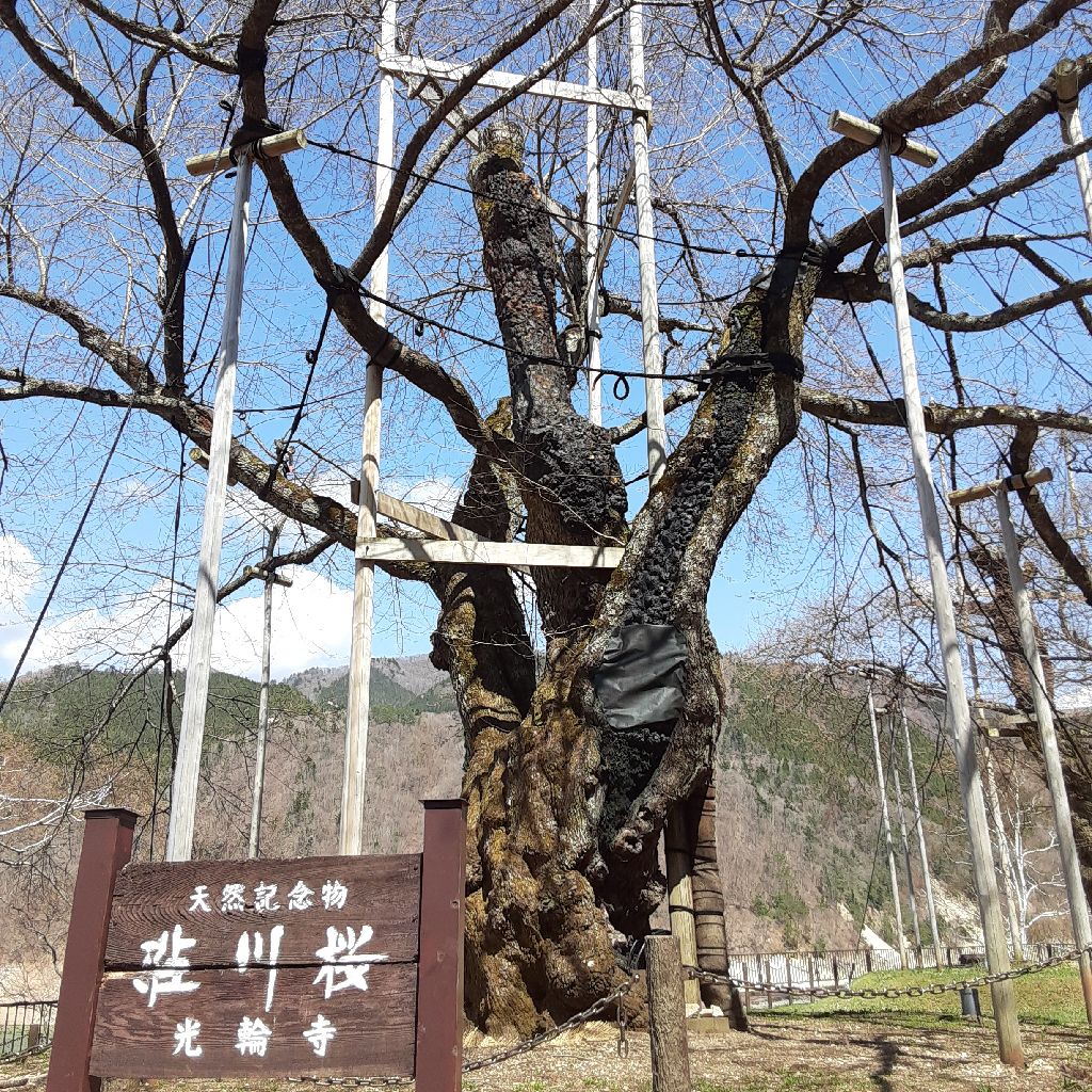 No.591　荘川桜と御母衣湖 from Radiotalk episode artwork