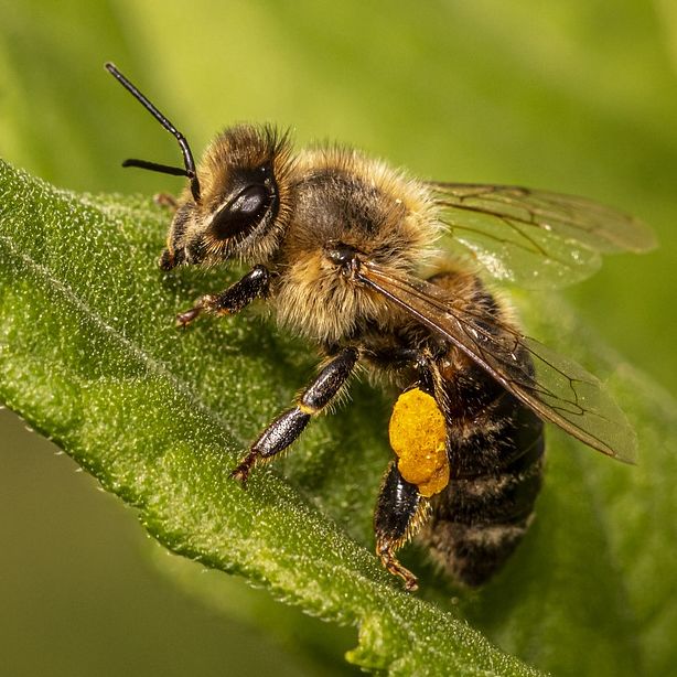 No.594　🐝ハチの話🐝