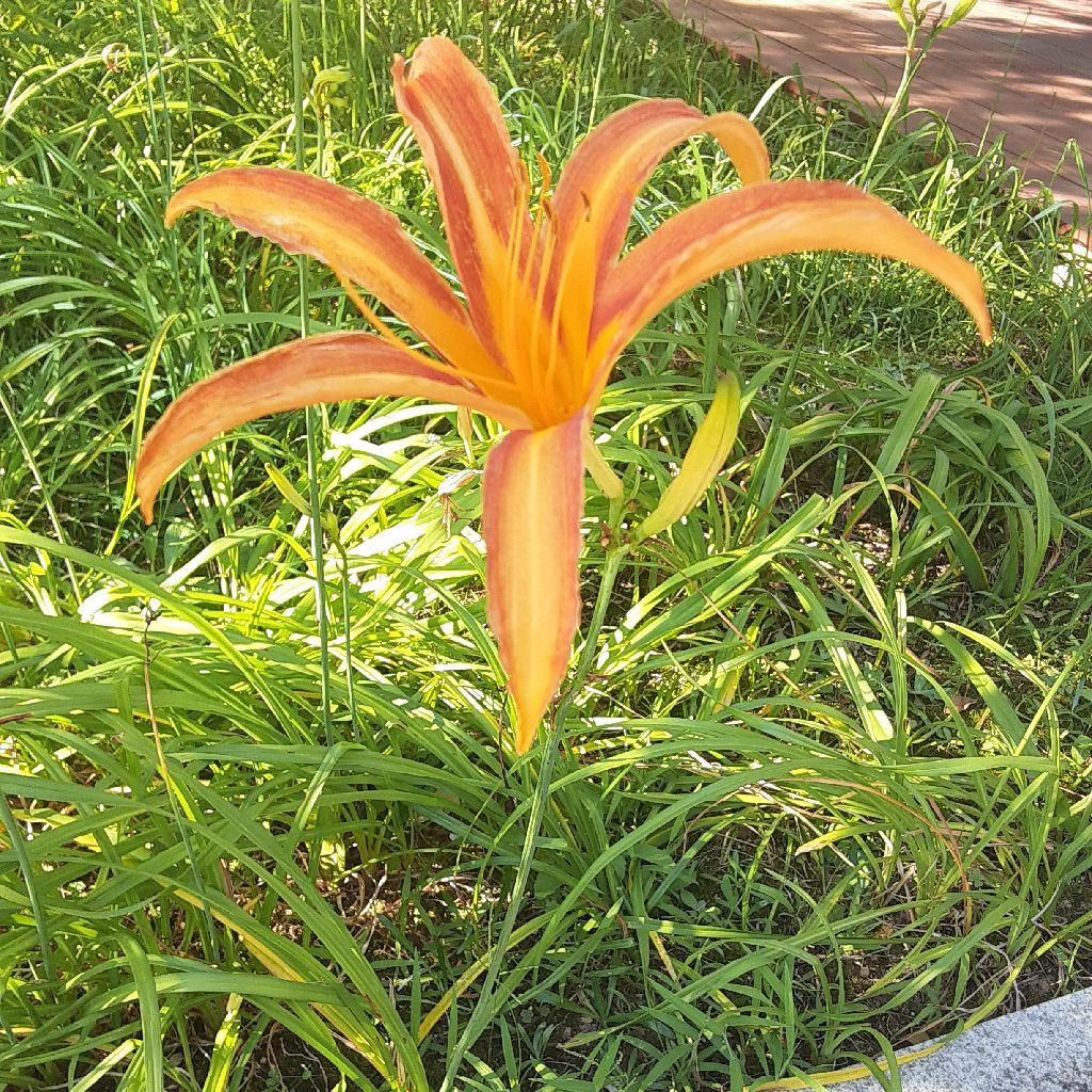 No.646　ノカンゾウの花を食べたよー from Radiotalk episode artwork