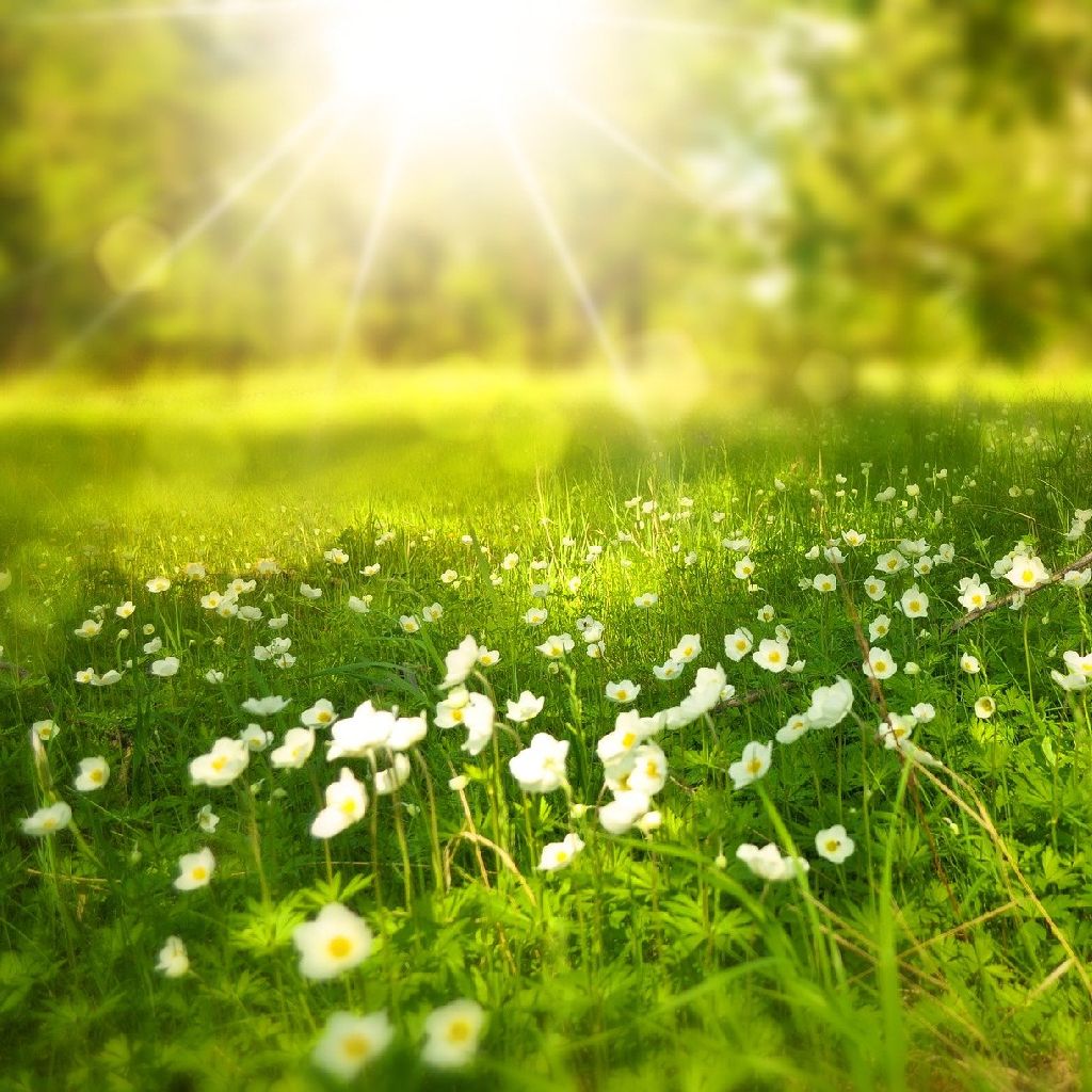 No.669【歌】今日という日に歌を捧げる「花」️ from Radiotalk episode artwork