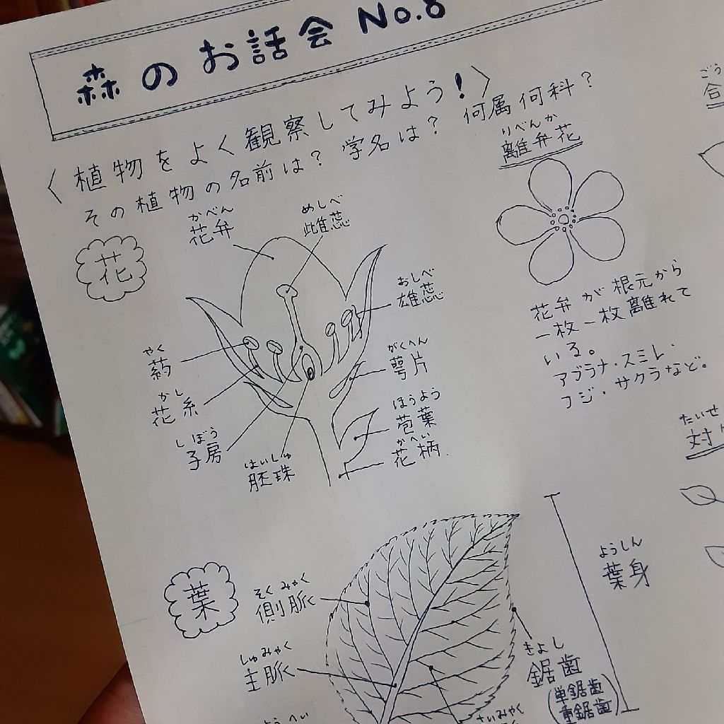 No.680　植物を観察して描くためのヒント from Radiotalk episode artwork
