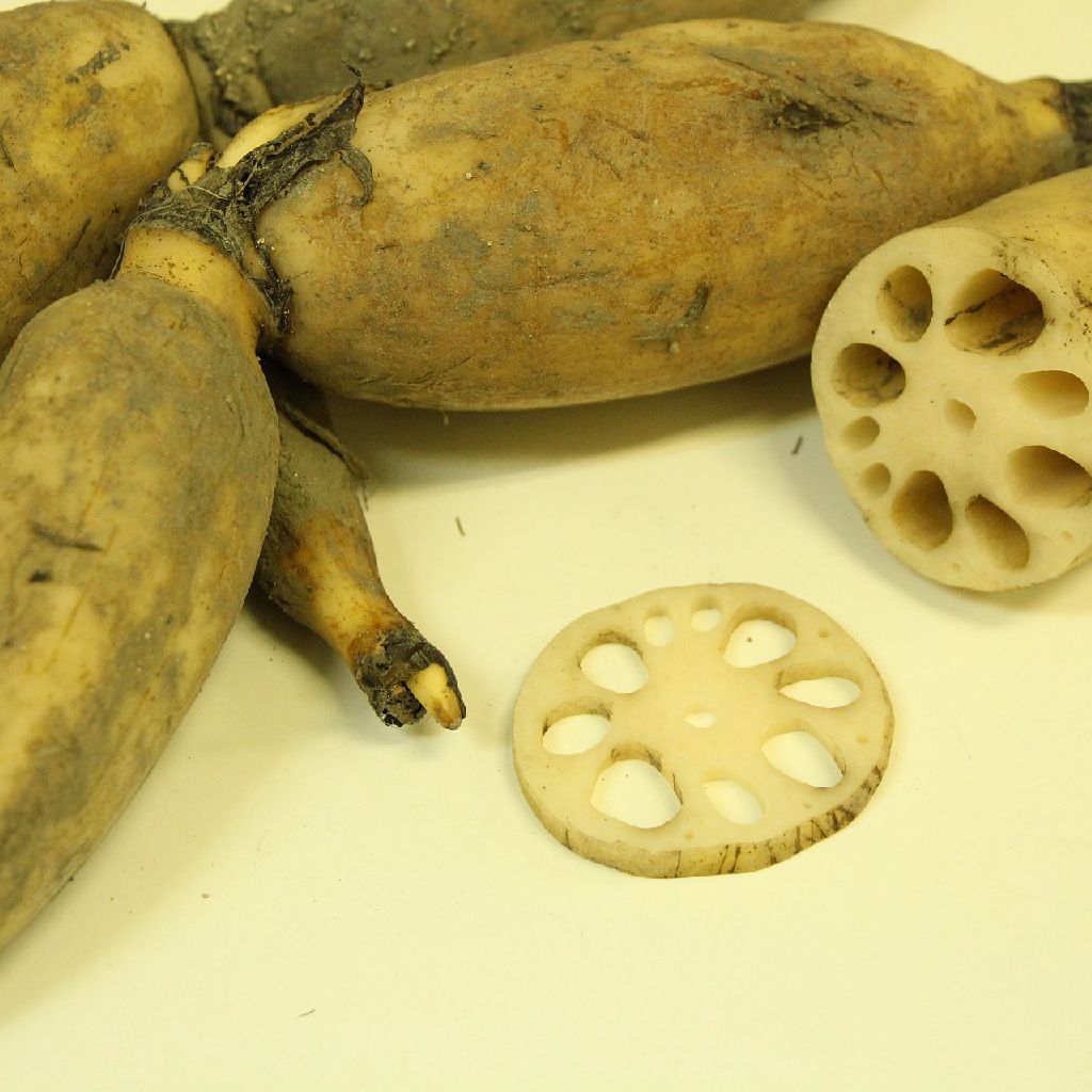 No.721　レンコンの話