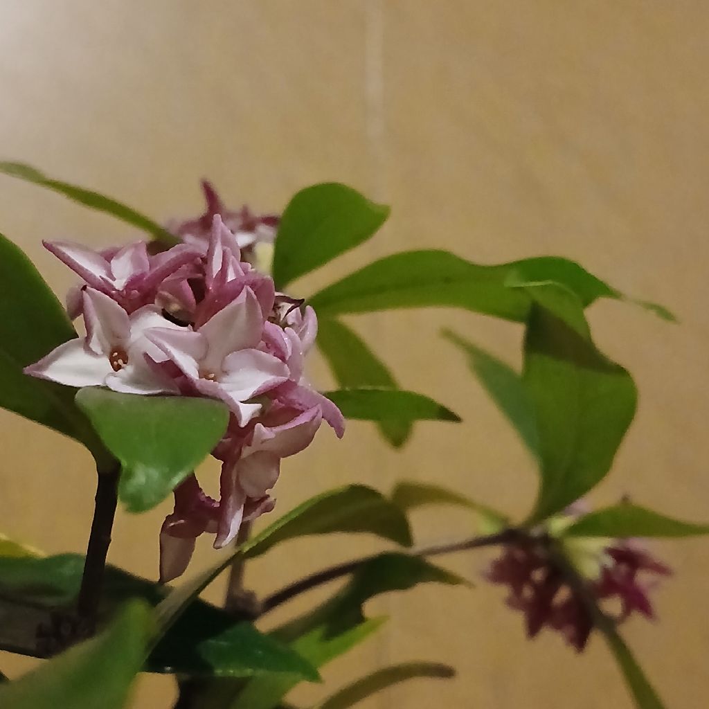 No.1284　興味がわいてきたこと①～植物育て編～