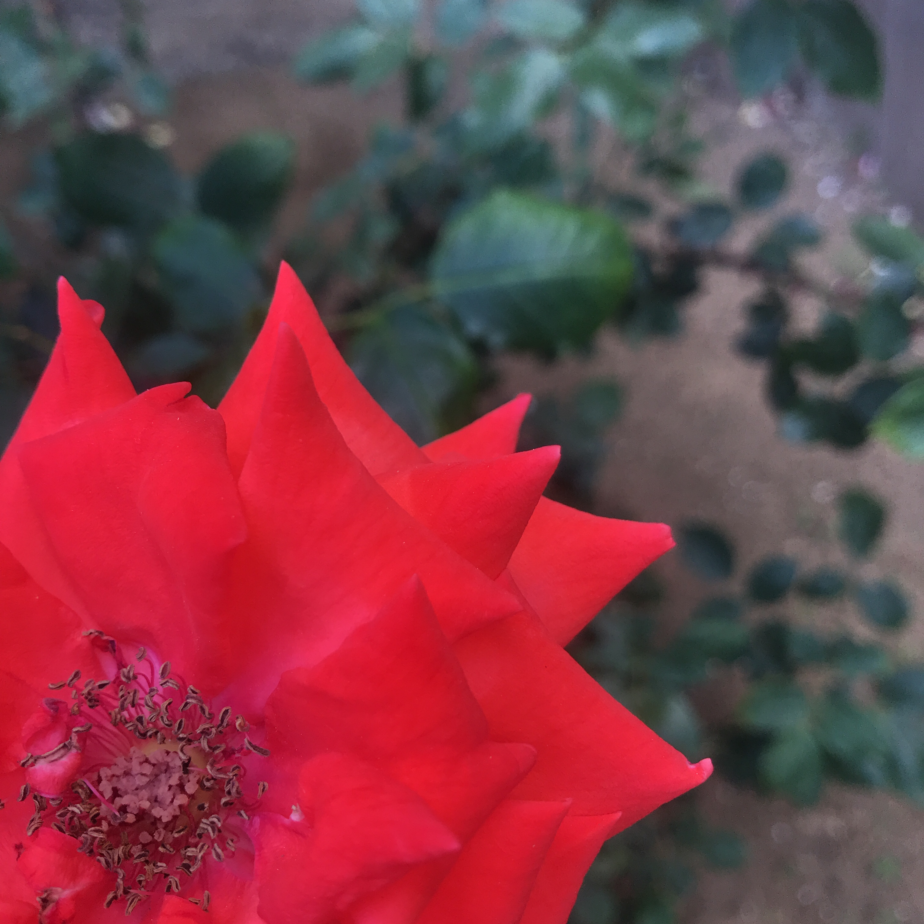 文芸部の吉沢くん