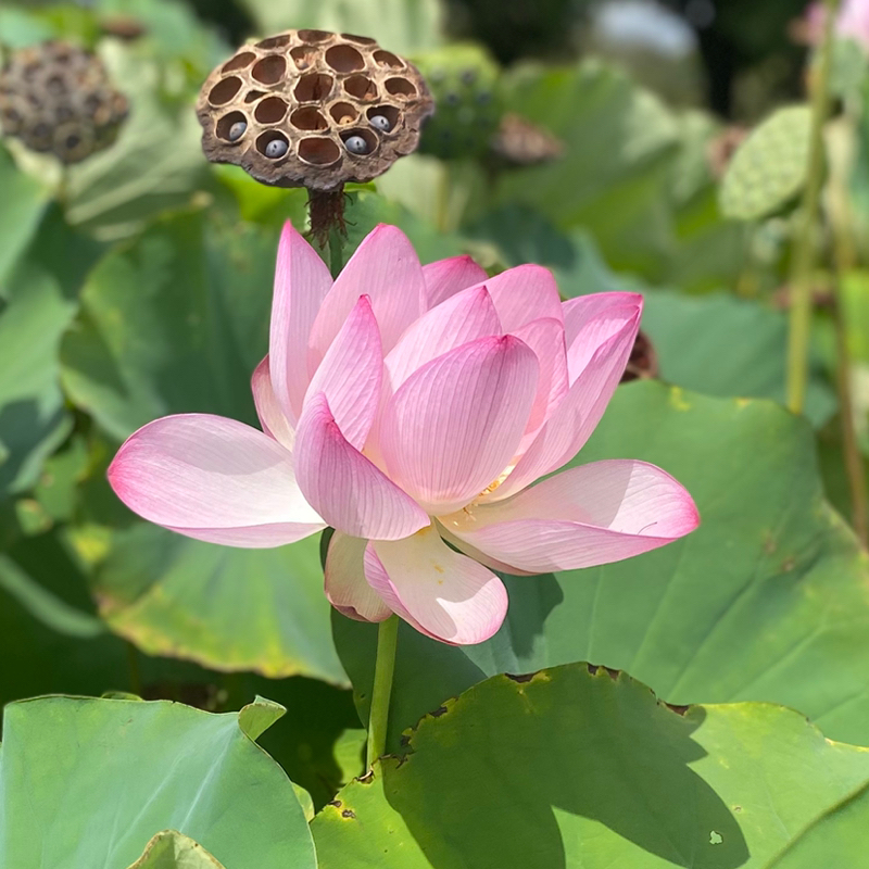 第220回 迷子