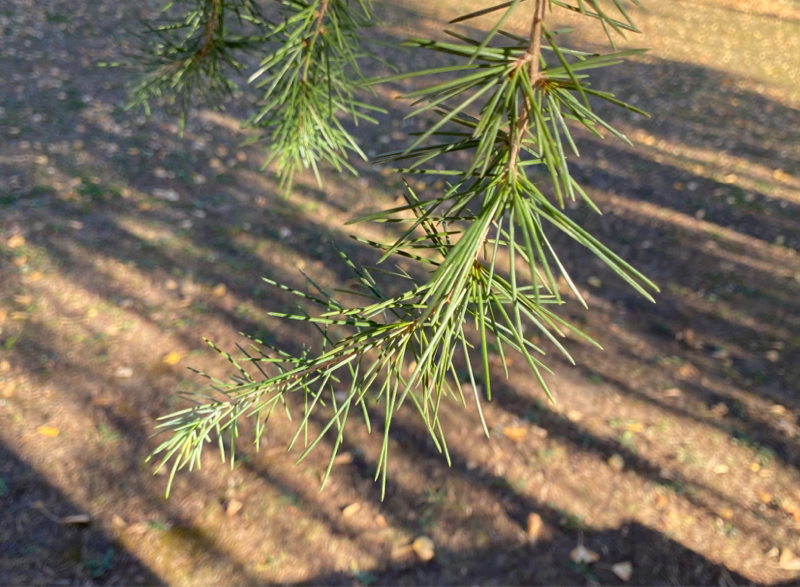 第224回 SNS整理/やりたいことやろう