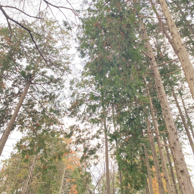 第228回 占いっていっぱい種類あるけど