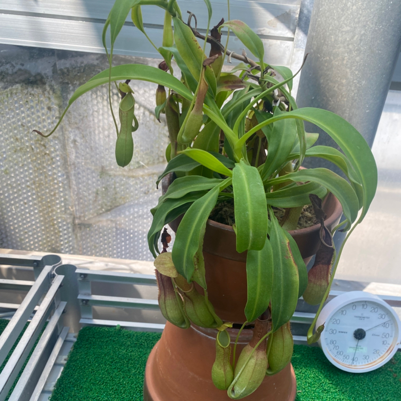 第229回 ニキビ/久しぶりの嫌い