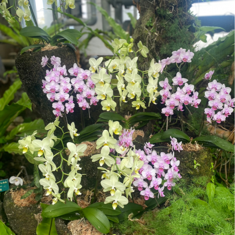 第232回 真面目の何が悪いのだ