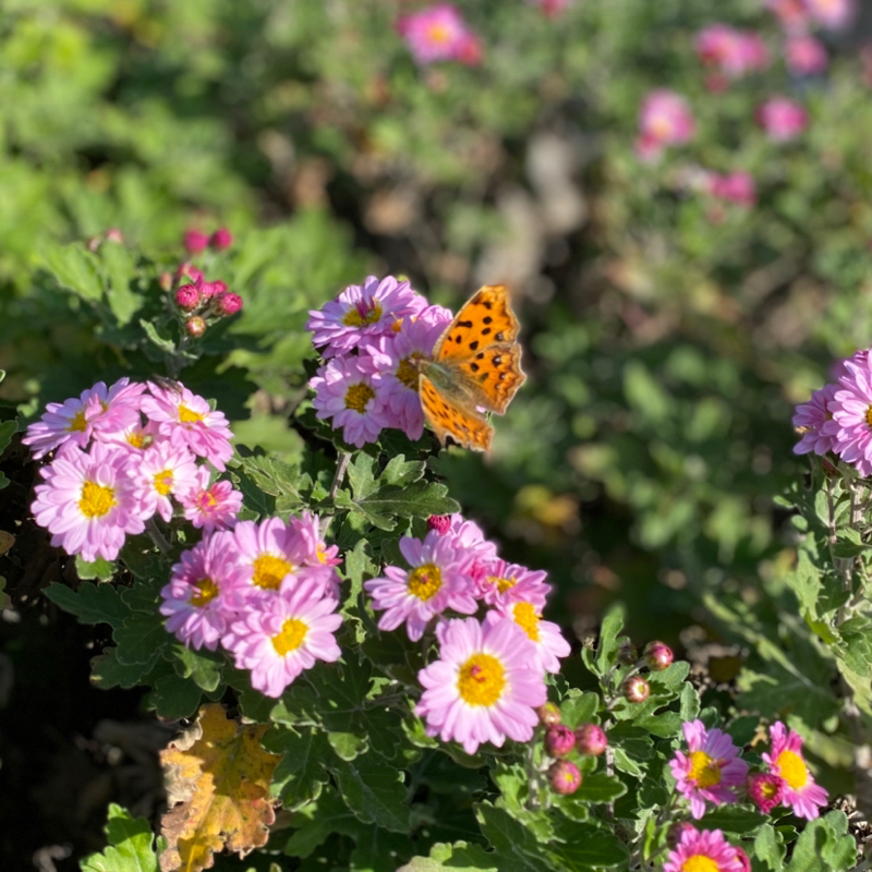 第233回 お笑いの話