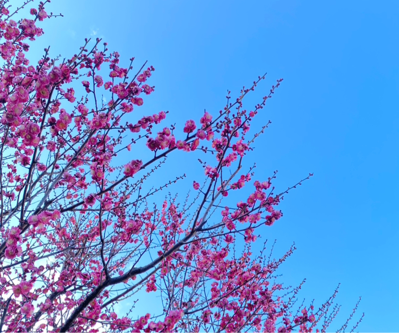 第237回 完璧主義