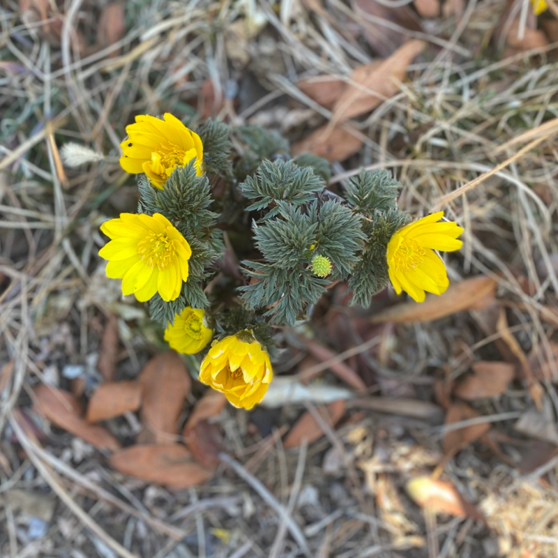 第239回 お返しトーク