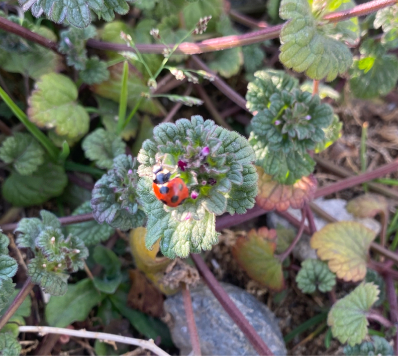 第240回 C’est la vie