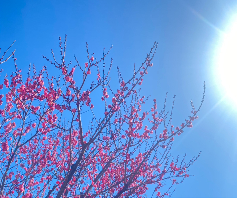 第242回 運転免許の更新