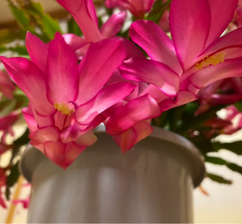 第243回 アニメ漫画雑談