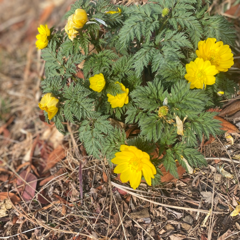 第246回 Radiotalkの振り返りをゆるゆると