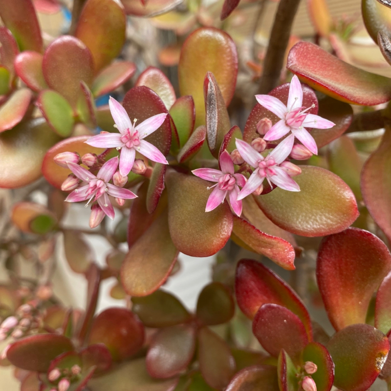 第254回 宣伝どうしよ/人生の満足度