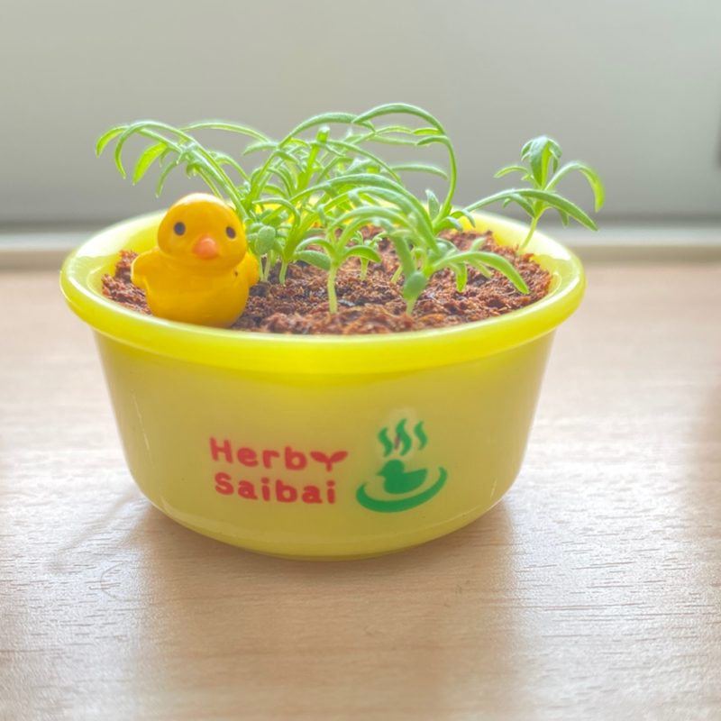 第255回 ペパーミント君/川西さん