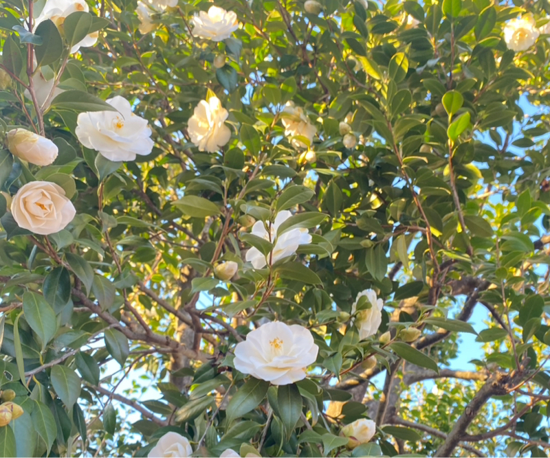 第258回 世界情勢/お通じ