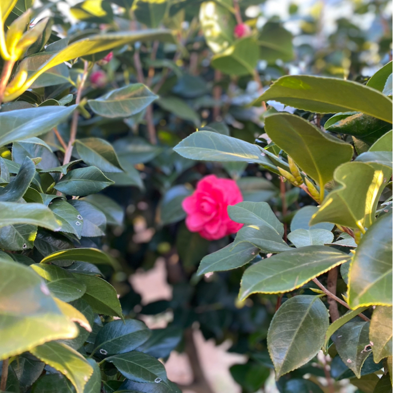 第259回 チーム・グループ