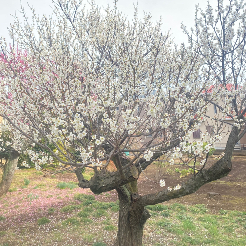 第260回 アウトプットと日記