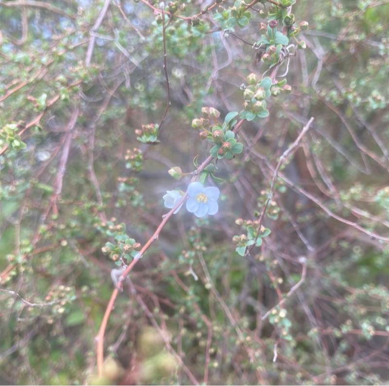 第263回 夜より朝