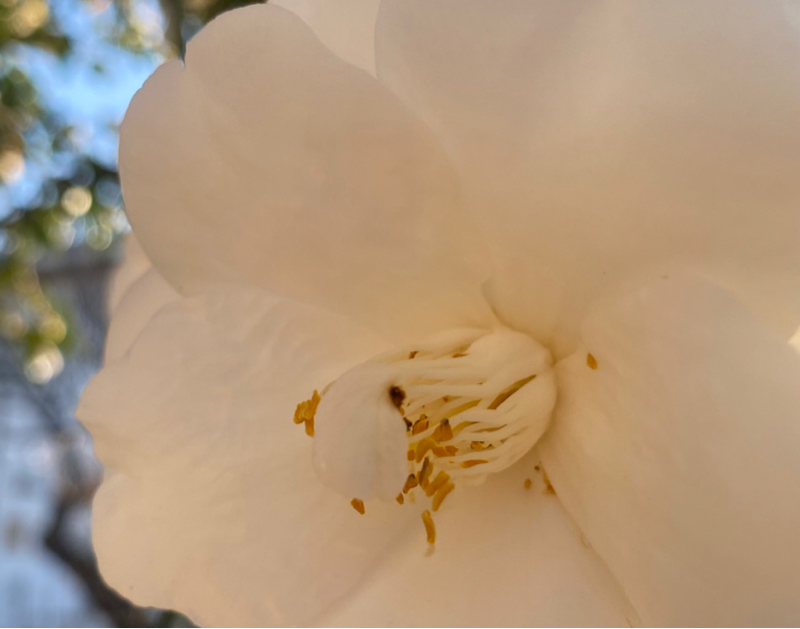 第268回 甘い誘惑/香りでいい気分