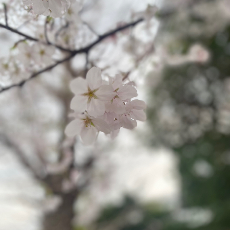 第277回 最近音楽聞かなくなったな